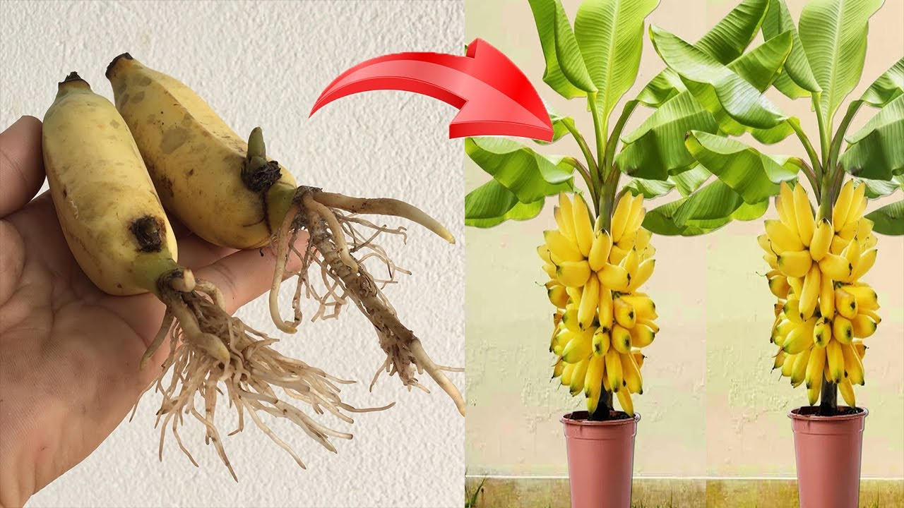 Summary of simple banana propagation techniques using aloe vera that