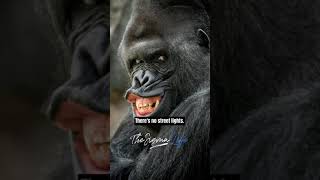 How Vicious Gorillas Are - Joe Rogan