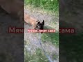 #собака #malinoismonday #baby #malinois #лесной #babyvideo #животные #равнины #малинуа #собаки