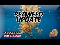 Seaweed sargazo update for may 9th 2022