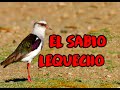 EL SABIO LEQUECHO (cuento andino)