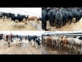 Shóro MOL Bozori Narxlari Shvetd Angus Golishtein ablikor simmental bozor zór bóldi 2 qisim