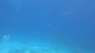 Barracudas Swimming In Open Water