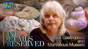 Great Gastropods & Marvellous Mussels - opalised fossils from Lightning Ridge