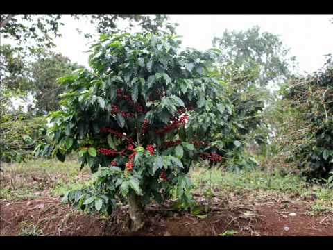 Café Sierra Norte.... Fincas de Café