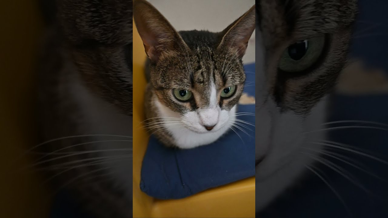 Perfect Cat Loaf Ready For Delivery! YouTube