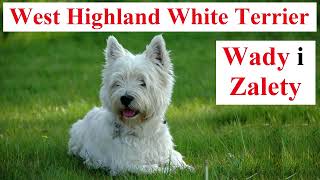 West Highland White Terrier - Wady i Zalety