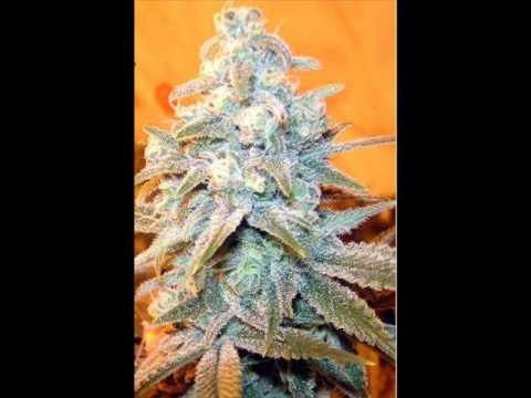 Andre Nickatina - Smoke Dope and Rap