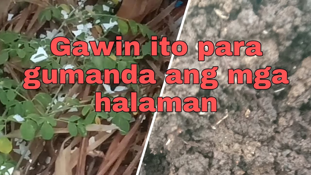 PAANO GUMAWA NG COMPOST (How to make compost) YouTube