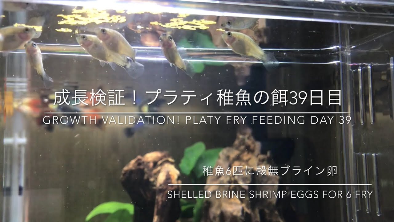 39 プラティ稚魚の育て方 ブラインシュリンプ How To Grow Platy Fry Youtube 39 プラティ稚魚の育て方 ブラインシュリンプ How To Grow Platy Fry Youtube