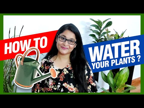 Video: How to Choose the Best Time to Water Plants: 7 Steps