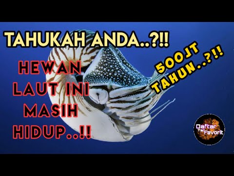 Tahukah anda...?!! Hewan laut ini masih hidup..!! 500juta tahun