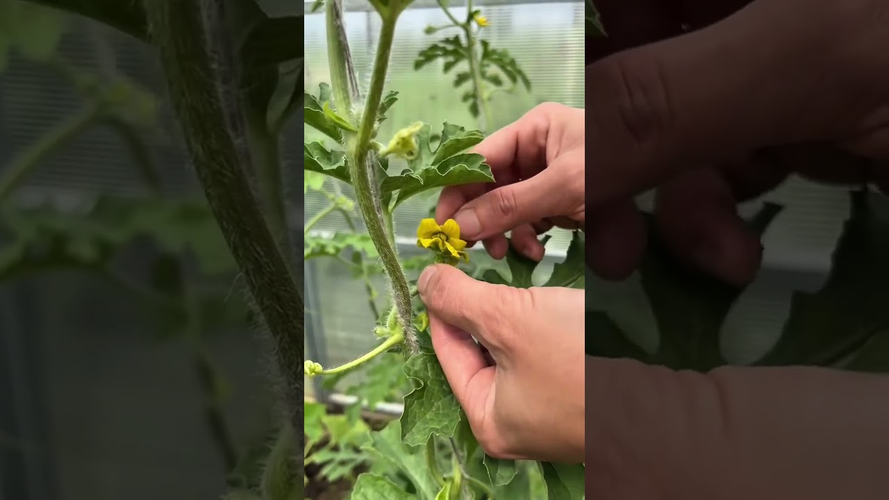 06.07.2025 Опыление арбуза сорт Сахарный малыш 