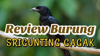Review Burung Srigunting plus Gagak