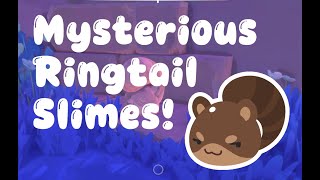 Slime Rancher 2 - Mysterious STEALTHY Ringtail Slimes!