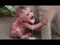 Daily Monkey Mischief Live: Watch This Cute Baby Now!