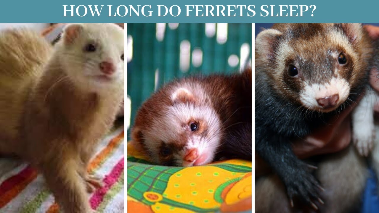 Do Ferrets Sleep With You?