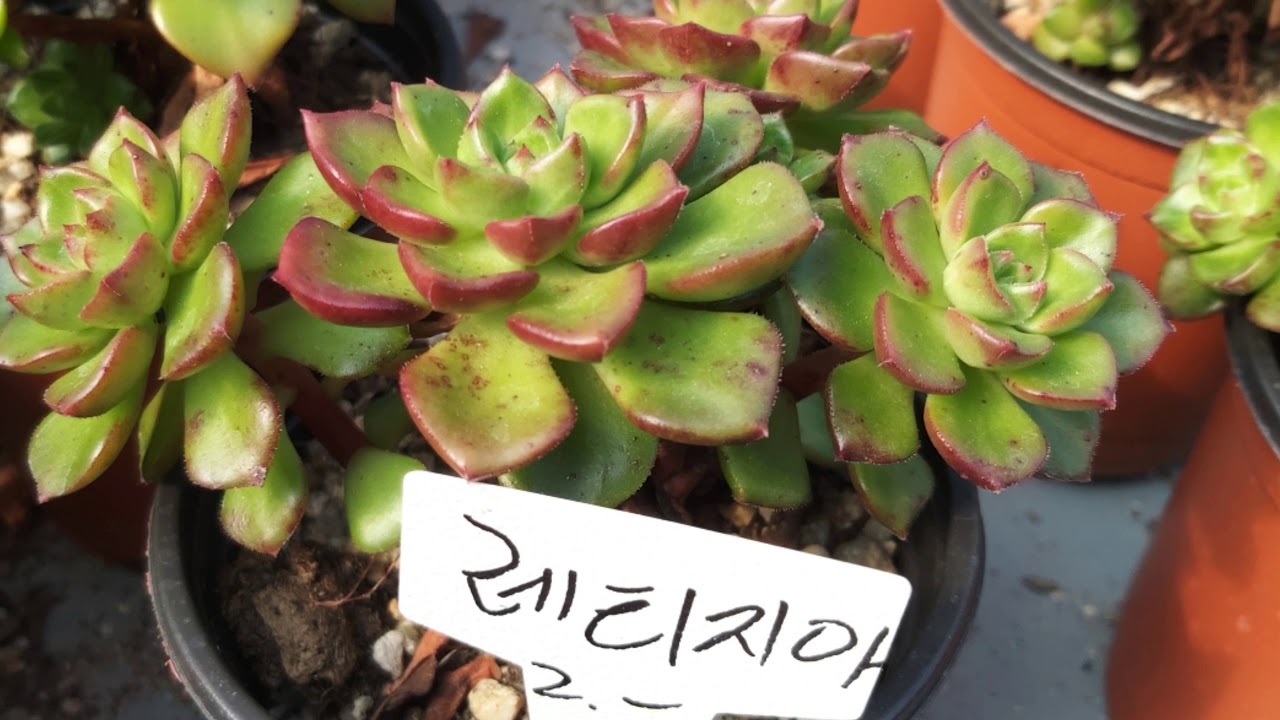 김해칠산동 다육밭농원 국민다육이들 이쁘네요~^^succulents - YouTube