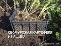 Картофельный экперимент. Какой собрала урожай со второго ящика