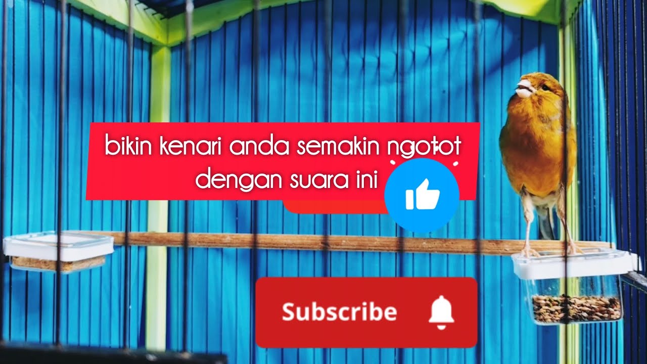 bikin kenari anda semakin ngotot dengan suara ini