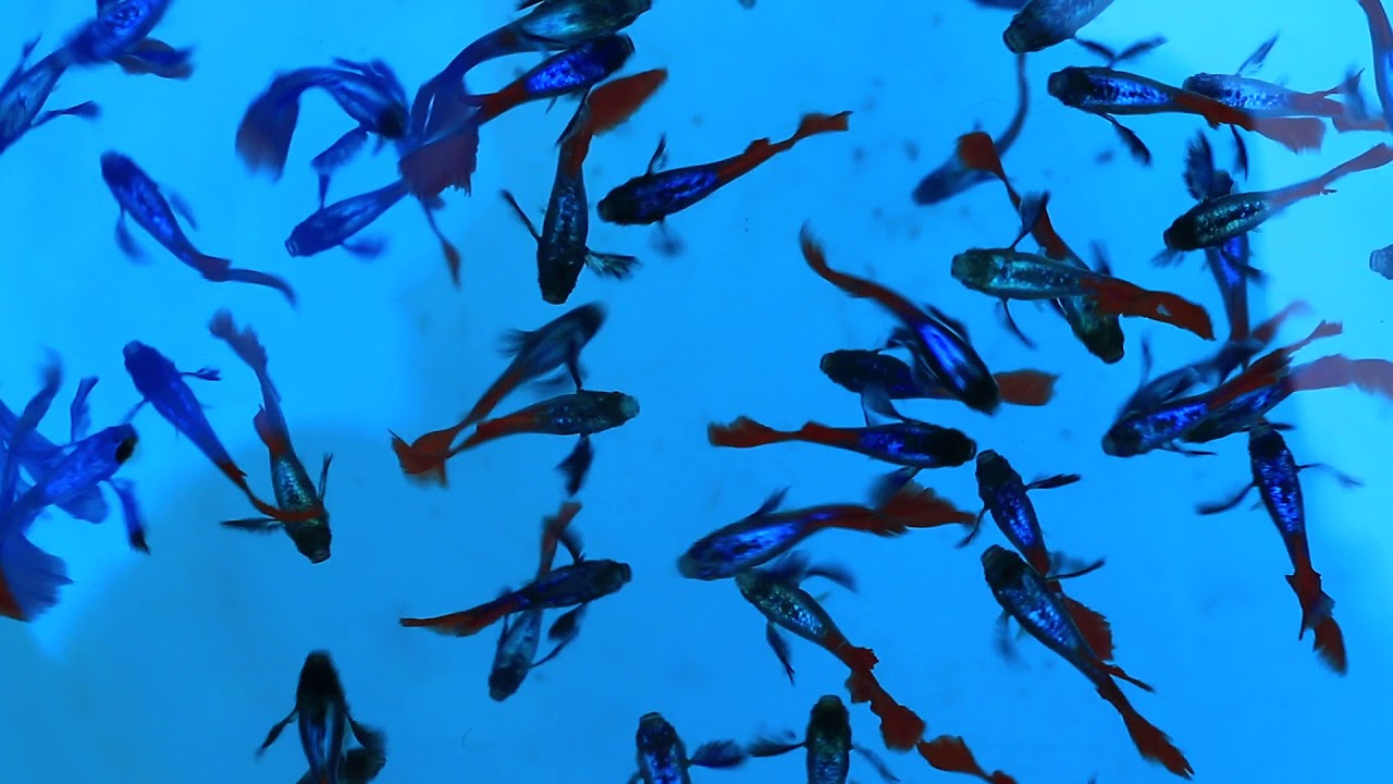 Thrissur Aquarium Gappy In Thrissur Guppy New Model Big Ear Guppy