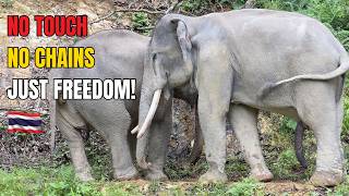 The Shocking Truth About Touching Elephants – STOP Doing This!