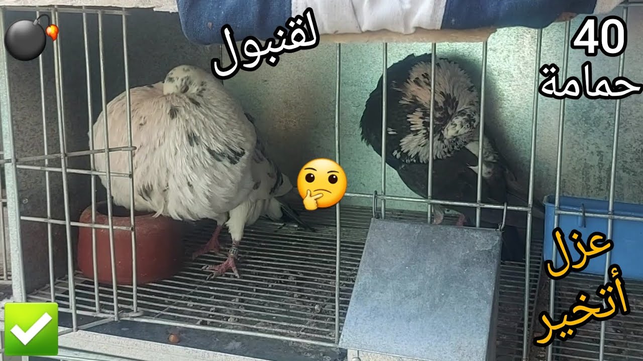 هاك ألباروود💣 40حمامة😍 الكاديطان كوبلات سيفيانوس🏅 حمام اللودينو سيفيانو💯 عزل وتخير ✅️