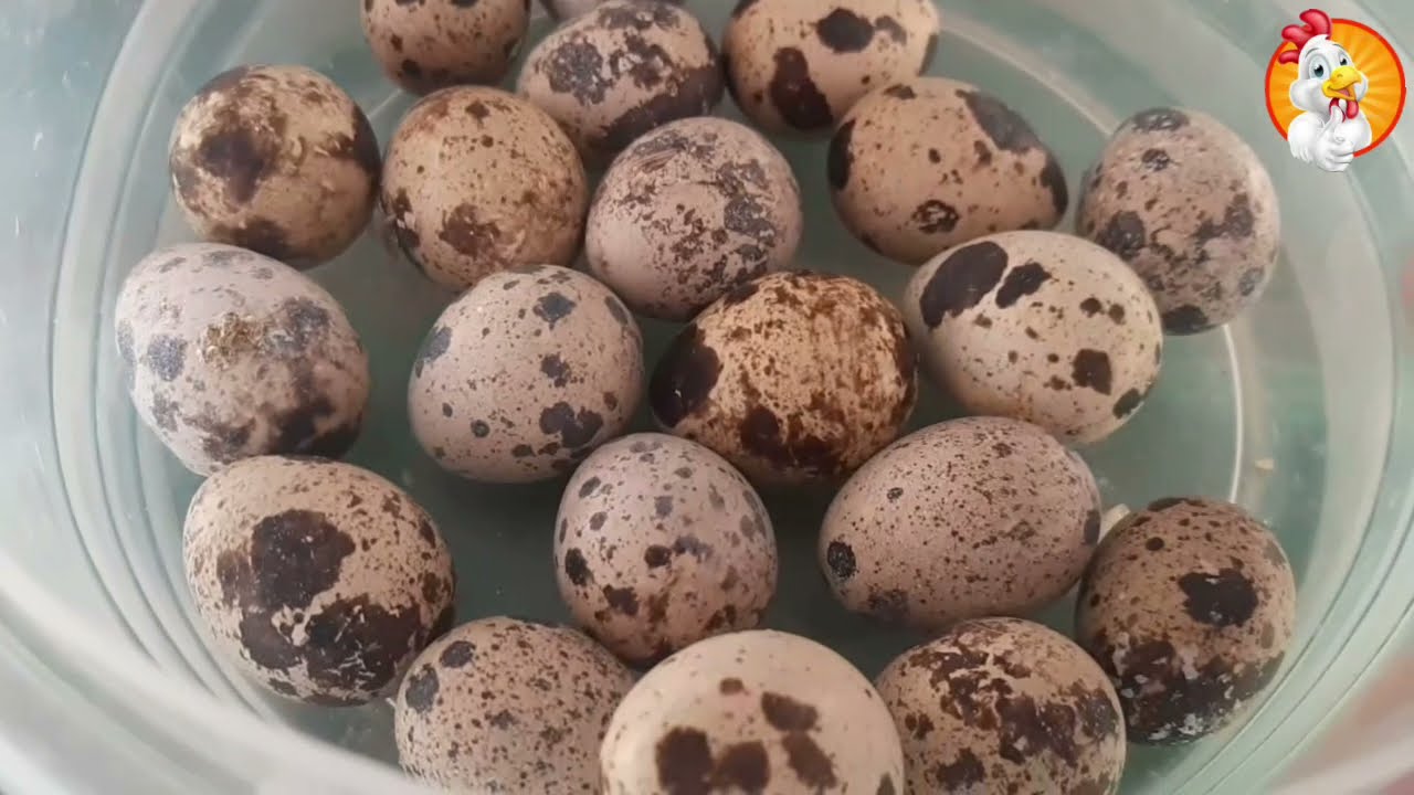 الطريقة الصحيحة لسلق بيض السمان و إستعماله في تزين الأطباق💯