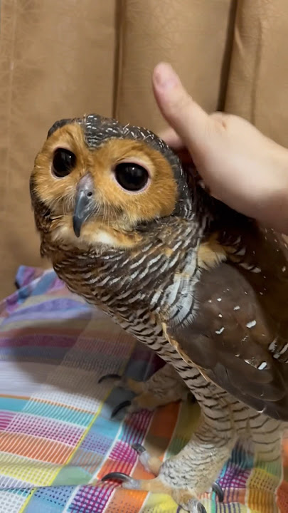 Ternyata ini gunanya memelihara Burunghantu?! #animals #burunghantu #funnyvideo #owl #funny #pets