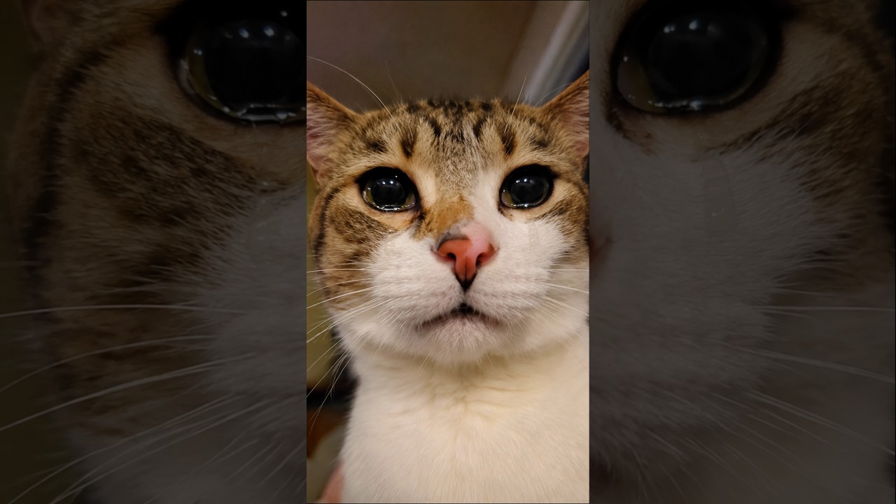 😭 Le Rompieron el Corazón a Este Gato... 💔🐱 #shorts