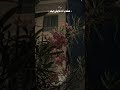 ما رحلت عن بالي ولو ثانية حتى في أحلامي كنت تسكن فكري ما رحلت عن بالي ولو ثانية حتى في أحلامي كنت تسكن فكري