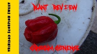 ⟹ Trinidad Scorpion Sweet Pepper | Capsicum Chinense