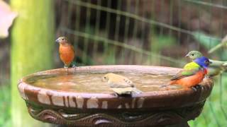 Painted Buntings gather at the birdbath.