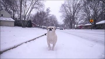 Zhiyun Crane V2 & Panasonic G7 First test