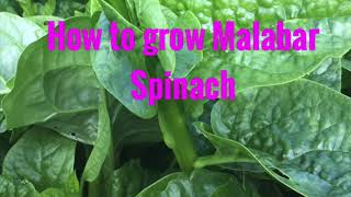 How to Grow Malabar Spinach/ Bangladeshi PUI SHAK  in UK#harvesting #vegetablegarden #shokerbagan