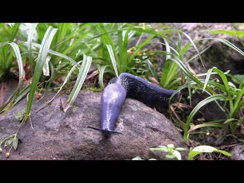 Slugs in Garden - Check What Slug Type You have in Your Garden