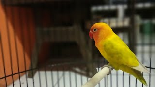 PANCINGAN LOVEBIRD BETINA FIGHTER