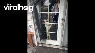 Cat Jumps At Door When Owner Is Outside || Viralhog