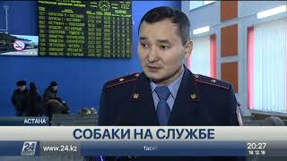 200 фактов провоза наркотиков пресекли служебные собаки в Астане 200 фактов провоза наркотиков пресекли служебные собаки в Астане