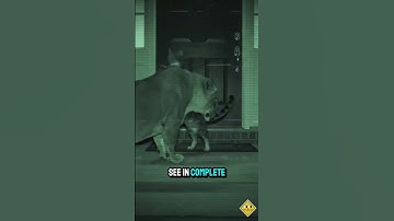 Cats’ Night Vision Is Weirder Than You Think 🌙👀