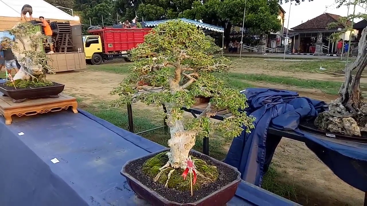 Pameran Bonsai Gianyar Bali #5 
