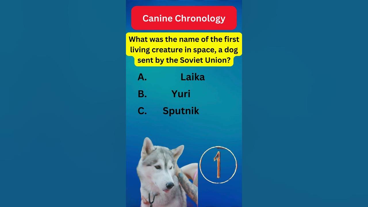 What Was The Name Of The First Living Creature In Space A Dog Sent By what-was-the-name-of-the-first-living-creature-in-space-a-dog-sent-by