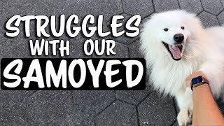 Struggles with our Samoyed Dog by Wanderlust Samoyed 8,520 views 7 months ago 4 minutes, 56 seconds