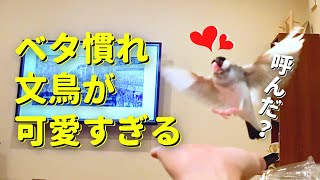 【ベタ慣れ文鳥の紹介】なつき度が上がるとこうなりますJava sparrow