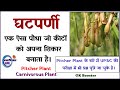 Pitcher Plant - घटपर्णी - संपूर्ण जानकारी । Carnivorous Plant - All Detail in Hindi | GK in Hindi