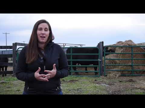 Video: How to help animals in winter: recommendations, features of feeding and care