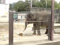 おやつを貰う ふくちゃん② 2018.9.23