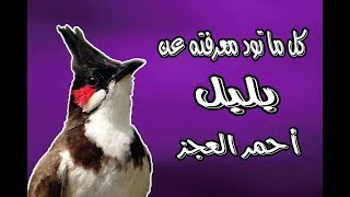 كل ما تود معرفته عن بلبل أحمر العجز أو أحمر الخدين