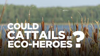 Cattail Eco-Heroes