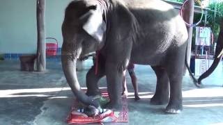 Слон массажист. Elephant masseur. Слон массажист. Elephant masseur.